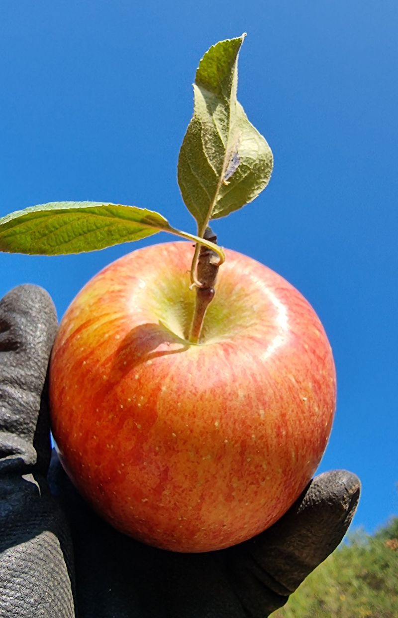 호랑이와인성이님의 장터 판매 상품 [ 봉화부사 사과5k] 첨부 사진