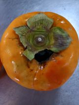 팜모닝 감·병해충상담 게시글 이미지