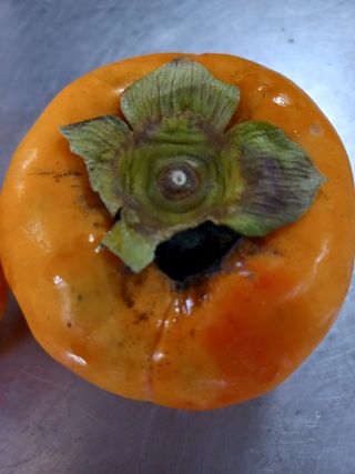 박월순님의 감 · 병해충상담 작성글 사진