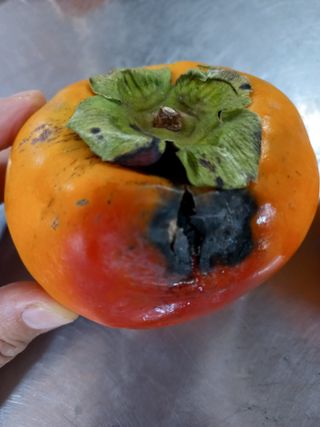 박월순님의 감 · 병해충상담 작성글 사진