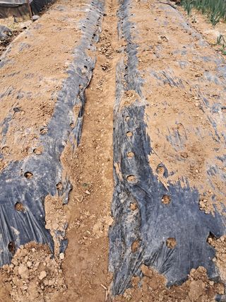 리포님의 마늘 · 영농일지 작성글 사진