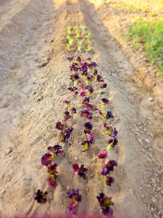 도깨비윤샘 님의 토마토 · 영농일지 작성글 사진