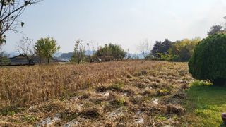 김상년님의 콩 · 영농일지 작성글 사진