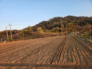 장재갑님의 마늘 · 영농일지 작성글 사진