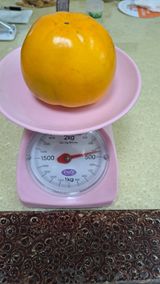 팜모닝 감·자유게시판 게시글 이미지