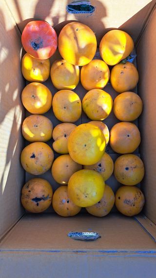 주윤발이님의 감 · 자유게시판 작성글 사진