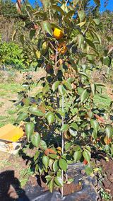 팜모닝 감·영농일지 게시글 이미지