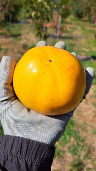 주윤발이님의 감 · 영농일지 작성글 사진