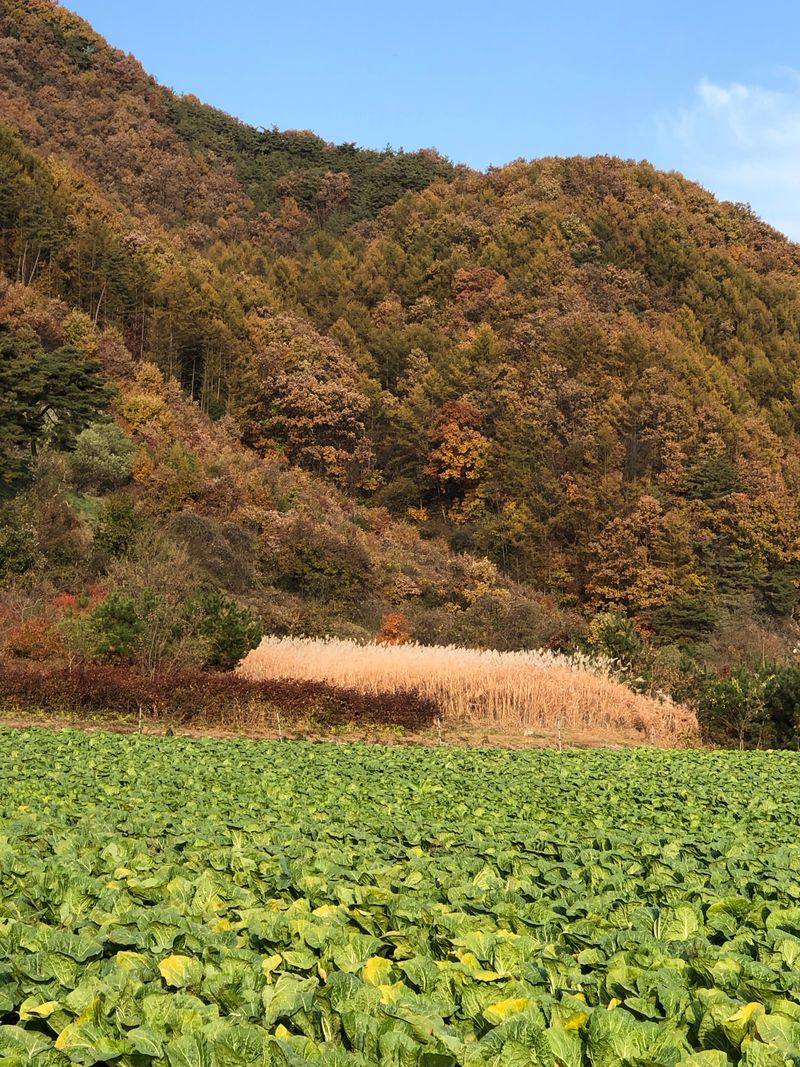 장터 상품 [[강원도] 절임배추 20kg ] 썸네일