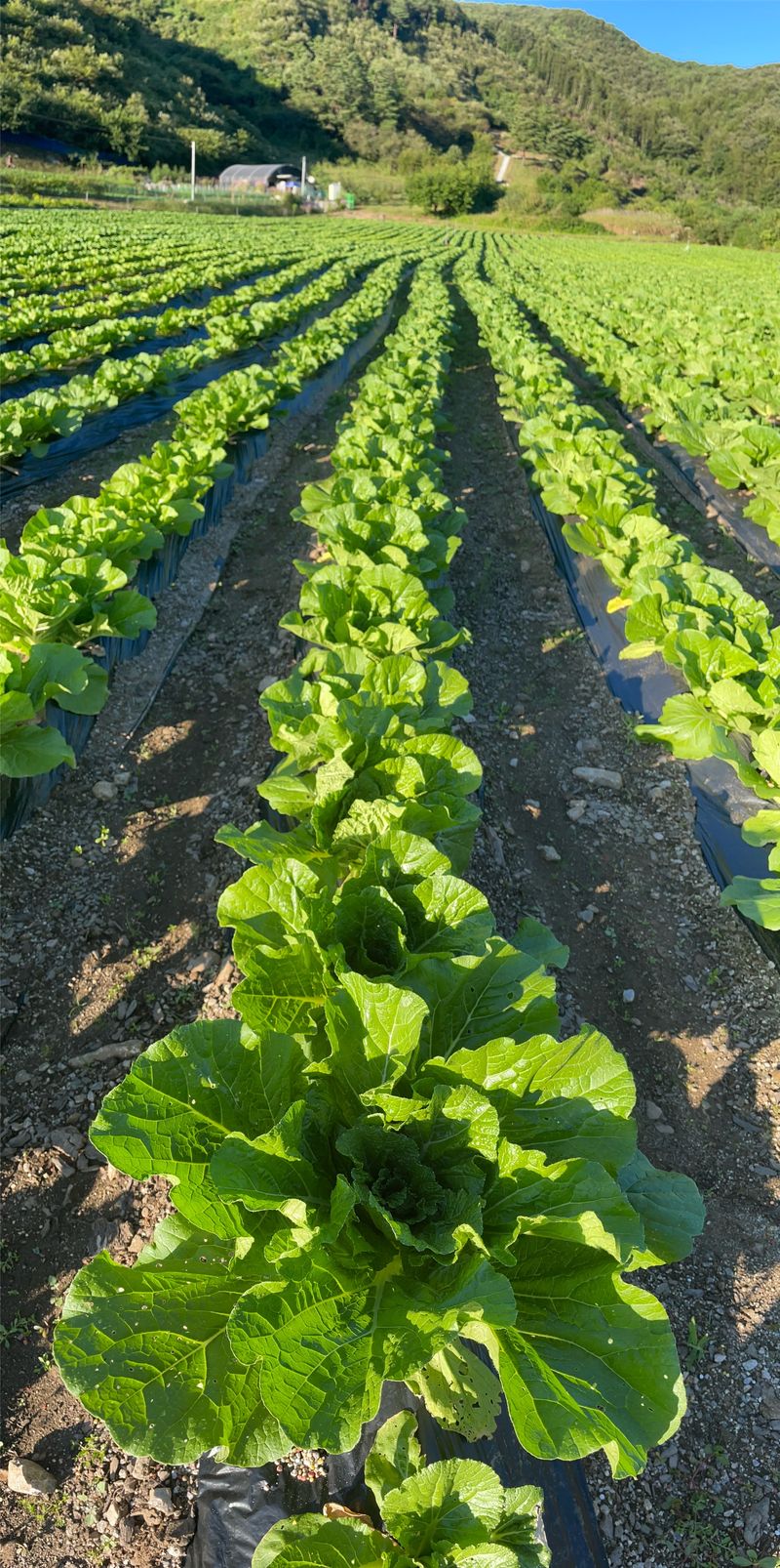염승학님의 장터 판매 상품 [[강원도] 절임배추 20kg ] 첨부 사진