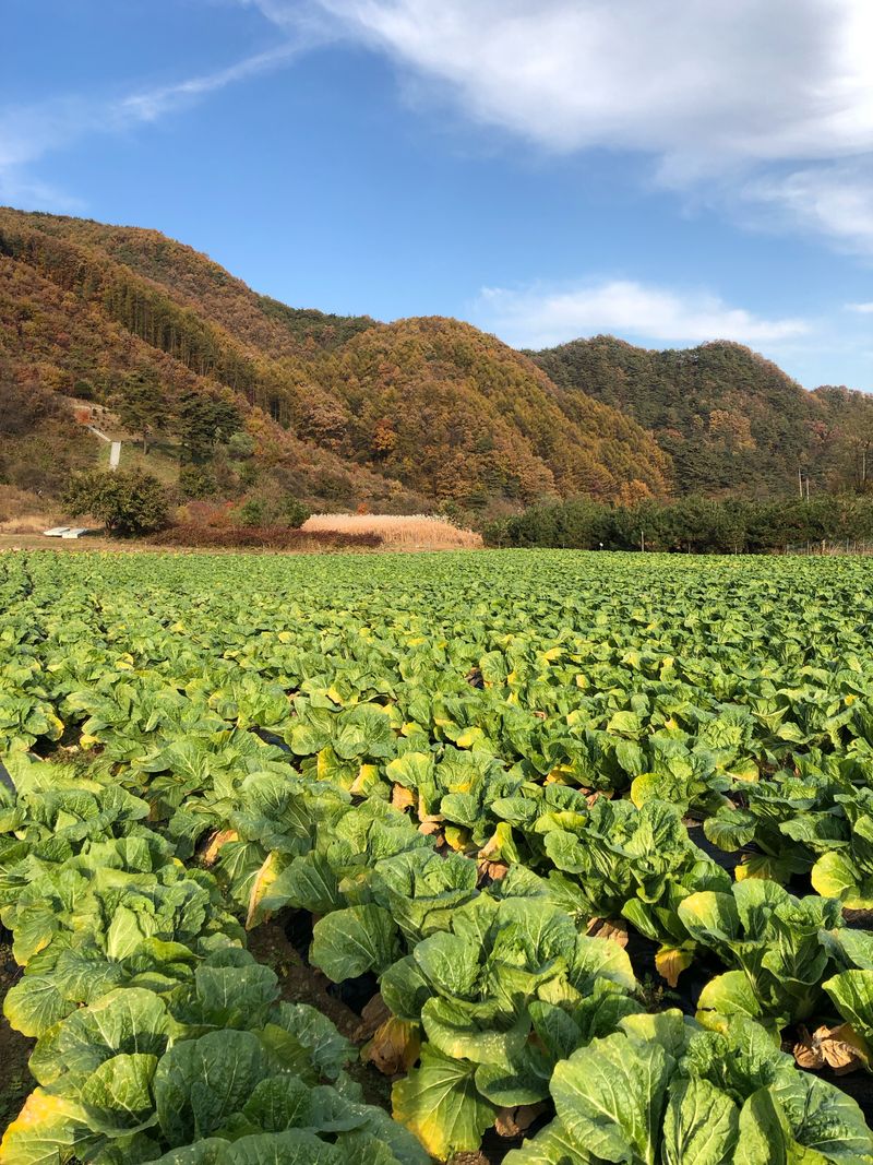 염승학님의 장터 판매 상품 [[강원도] 절임배추 20kg ] 첨부 사진