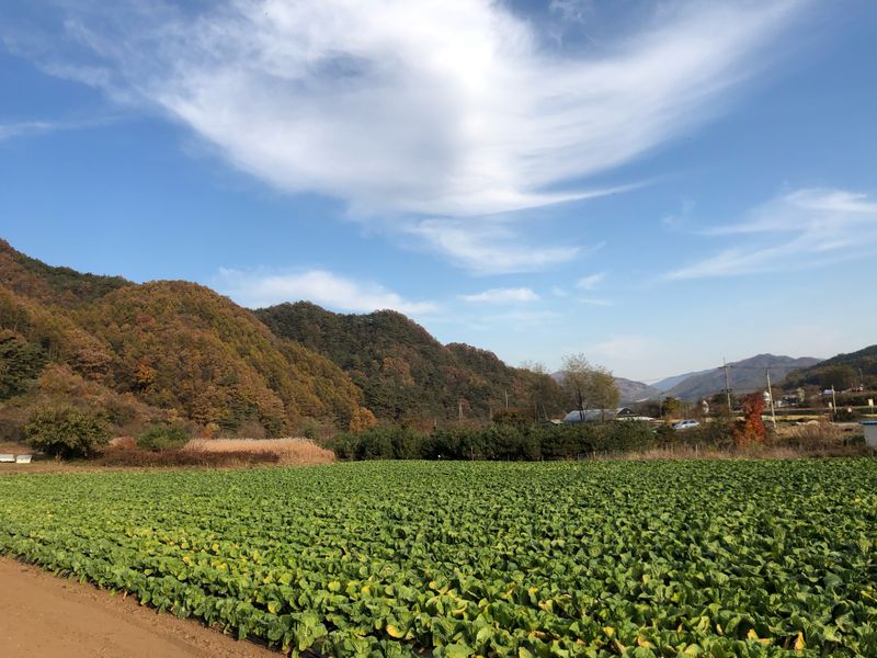 염승학님의 장터 판매 상품 [[강원도] 절임배추 20kg ] 첨부 사진