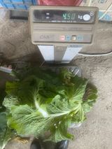 팜모닝 배추·수확 게시글 이미지