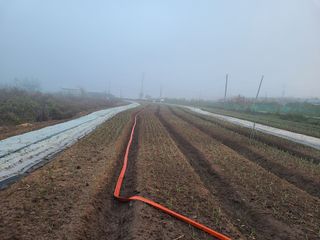 김봉학님의 마늘 · 영농일지 작성글 사진