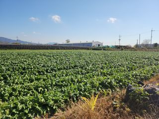 준영농장 출석왕.님의 11월 내 작물 자랑하기 · 참여글 작성글 사진