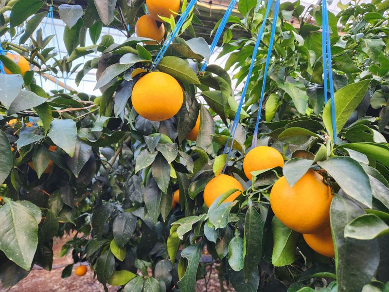 장터 상품 [하우스 황금향 5kg(가정용) 혼합과] 썸네일