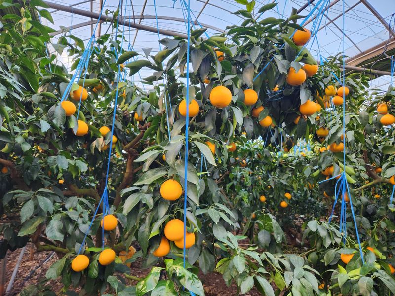 고권봉님의 장터 판매 상품 [하우스 황금향 5kg(가정용) 혼합과] 첨부 사진