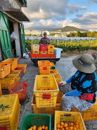 조상균님의 11월 내 작물 자랑하기 · 참여글 작성글 사진