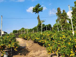 조상균님의 11월 내 작물 자랑하기 · 참여글 작성글 사진