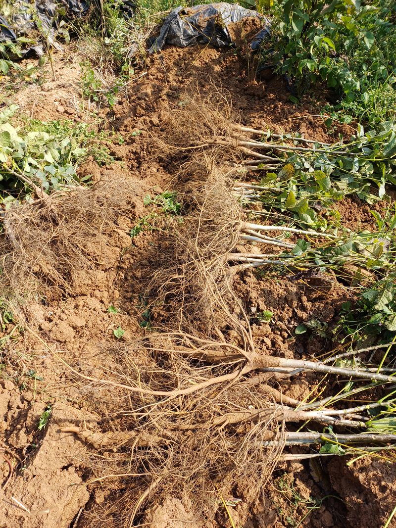 까두까두 님의 장터 판매 상품 [조실성박피호두 묘목] 첨부 사진