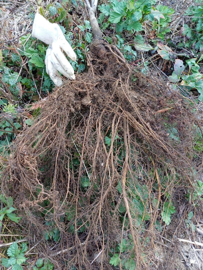 까두까두 님의 장터 판매 상품 [조실성박피호두 묘목] 첨부 사진