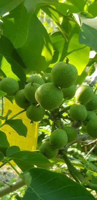 까두까두 님의 작성글 사진