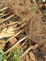 팜모닝 · 게시글 이미지