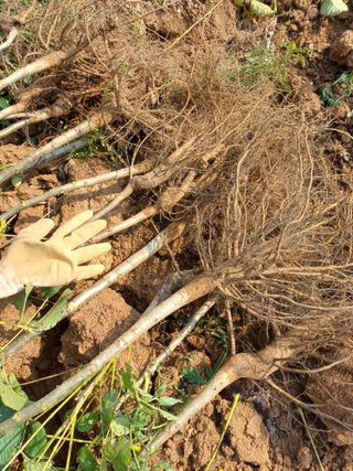 까두까두 님의 작성글 사진