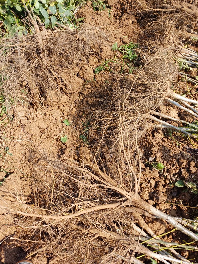 까두까두 님의 장터 판매 상품 [조실성박피호두 묘목] 첨부 사진