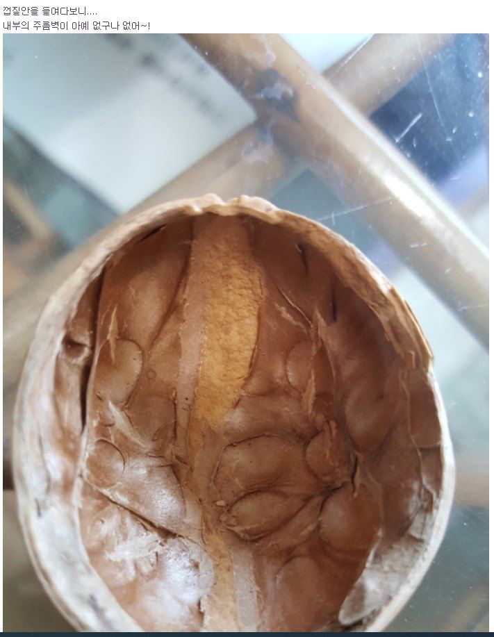 까두까두 님의 장터 판매 상품 [조실성박피호두 묘목] 첨부 사진