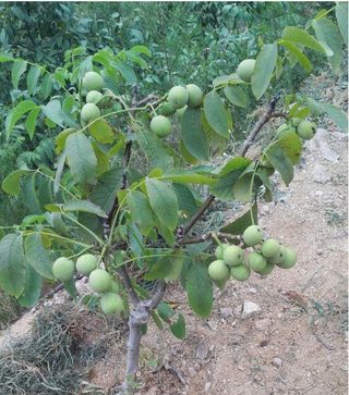 까두까두 님의 작성글 사진