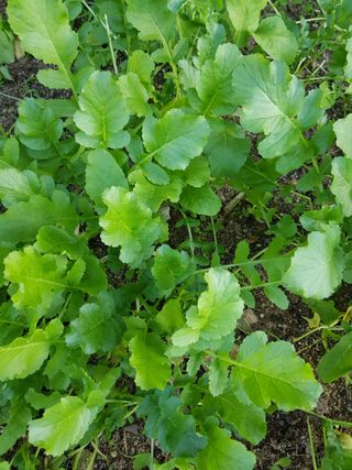 초록나무님의 11월 내 작물 자랑하기 · 참여글 작성글 사진