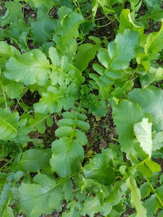 초록나무님의 11월 내 작물 자랑하기 · 참여글 작성글 사진