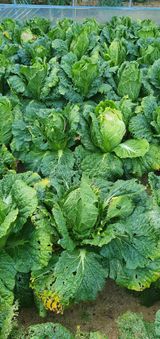 팜모닝 배추·병해충상담 게시글 이미지