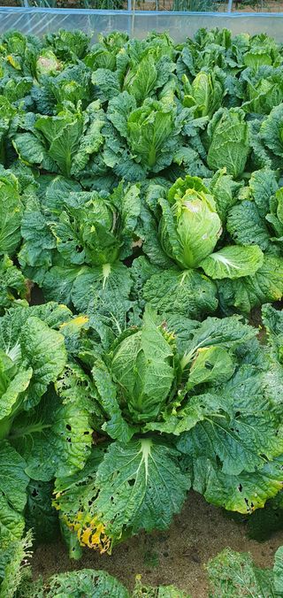 양우택님의 배추 · 병해충상담 작성글 사진