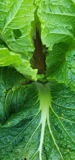 양우택님의 배추 · 병해충상담 작성글 사진