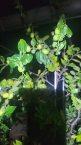 팜모닝 기타작물·병해충상담 게시글 이미지