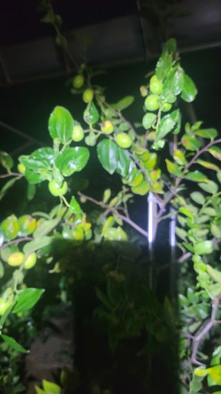 스마트라이프님의 기타작물 · 병해충상담 작성글 사진