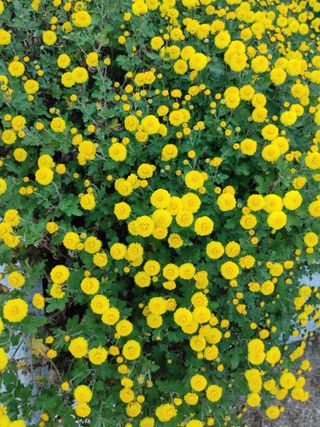 숲속의사나이님의 자유주제 · 자유게시판 작성글 사진