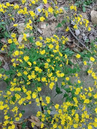 숲속의사나이님의 자유주제 · 자유게시판 작성글 사진