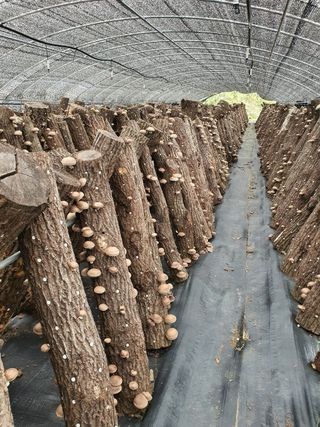 한밭농원님의 11월 내 작물 자랑하기 · 참여글 작성글 사진