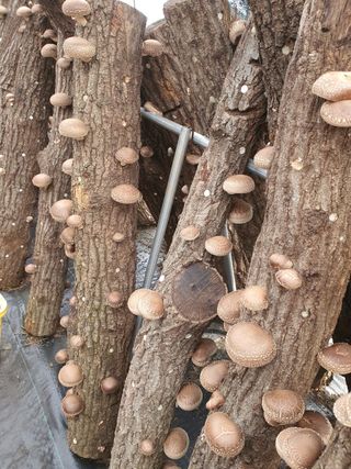 한밭농원님의 11월 내 작물 자랑하기 · 참여글 작성글 사진