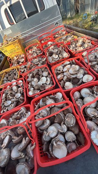 한밭농원님의 11월 내 작물 자랑하기 · 참여글 작성글 사진