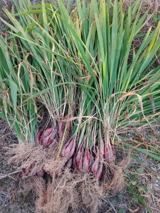 블루베리6817님의 11월 내 작물 자랑하기 · 참여글 작성글 사진