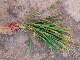 블루베리6817님의 11월 내 작물 자랑하기 · 참여글 작성글 사진