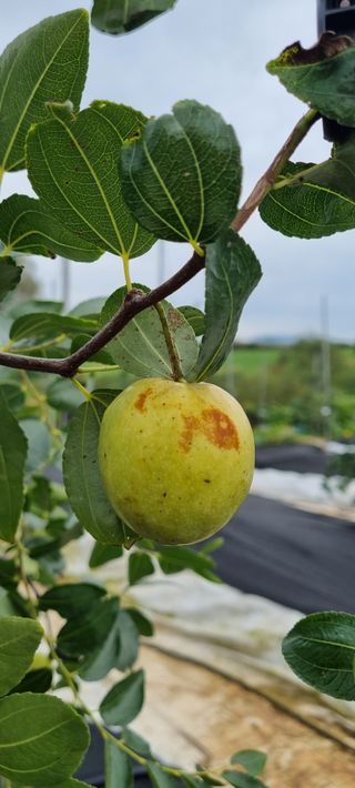 초월농원님의 11월 내 작물 자랑하기 · 참여글 작성글 사진