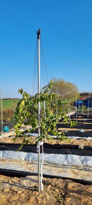 초월농원님의 11월 내 작물 자랑하기 · 참여글 작성글 사진