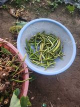 팜모닝 11월 내 작물 자랑하기·참여글 게시글 이미지