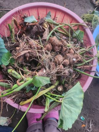 준영농장 출석왕.님의 11월 내 작물 자랑하기 · 참여글 작성글 사진