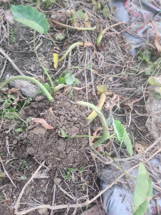 준영농장 출석왕.님의 11월 내 작물 자랑하기 · 참여글 작성글 사진